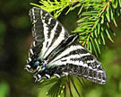 swallowtail thumbnail graphic
